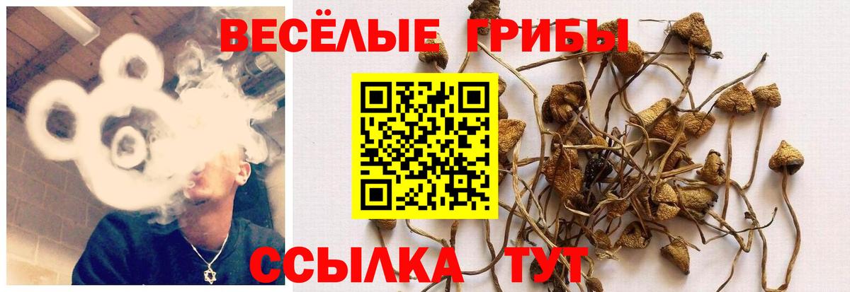 Сибай  Псилоцибиновые грибы мицелий  Вход с VPN 